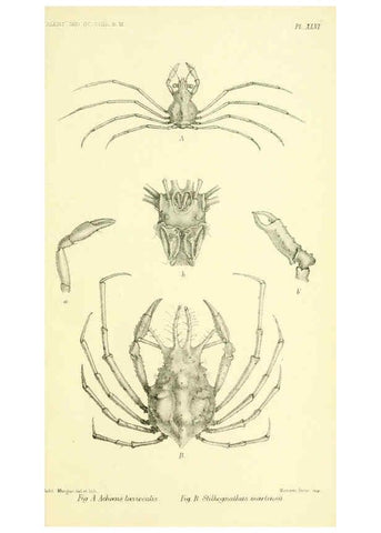 Reproducción/Reproduction 5987504049: Report on the zoological collections made in the Indo-Pacific Ocean during the voyage of H.M.S. 'Alert' 1881-2. London :Printed by order of the Trustees,1884
