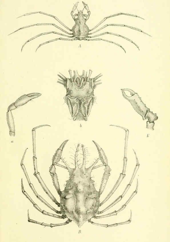 Reproducción/Reproduction 5987504049: Report on the zoological collections made in the Indo-Pacific Ocean during the voyage of H.M.S. 'Alert' 1881-2. London :Printed by order of the Trustees,1884