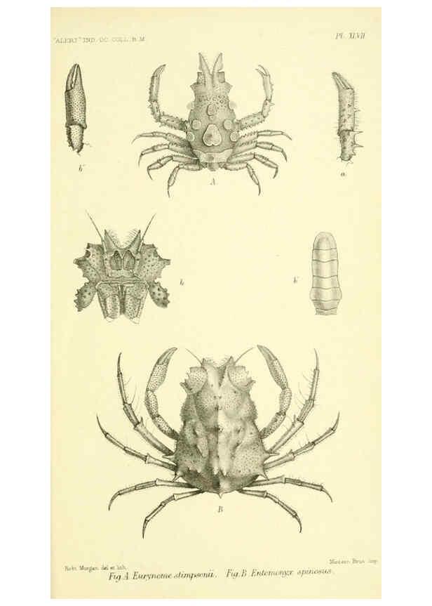Reproducción/Reproduction 5988067686: Report on the zoological collections made in the Indo-Pacific Ocean during the voyage of H.M.S. 'Alert' 1881-2. London :Printed by order of the Trustees,1884