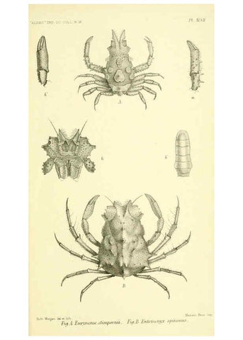 Reproducción/Reproduction 5988067686: Report on the zoological collections made in the Indo-Pacific Ocean during the voyage of H.M.S. 'Alert' 1881-2. London :Printed by order of the Trustees,1884