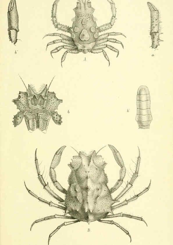 Reproducción/Reproduction 5988067686: Report on the zoological collections made in the Indo-Pacific Ocean during the voyage of H.M.S. 'Alert' 1881-2. London :Printed by order of the Trustees,1884