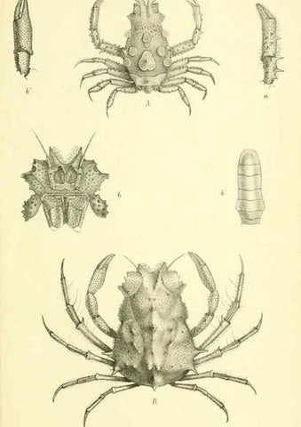 Reproducción/Reproduction 5988067686: Report on the zoological collections made in the Indo-Pacific Ocean during the voyage of H.M.S. 'Alert' 1881-2. London :Printed by order of the Trustees,1884