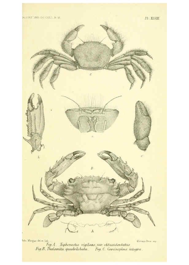 Reproducción/Reproduction 5987504541: Report on the zoological collections made in the Indo-Pacific Ocean during the voyage of H.M.S. 'Alert' 1881-2. London :Printed by order of the Trustees,1884