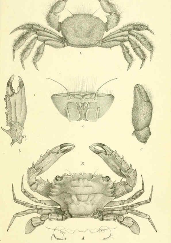 Reproducción/Reproduction 5987504541: Report on the zoological collections made in the Indo-Pacific Ocean during the voyage of H.M.S. 'Alert' 1881-2. London :Printed by order of the Trustees,1884