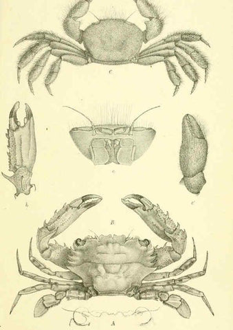Reproducción/Reproduction 5987504541: Report on the zoological collections made in the Indo-Pacific Ocean during the voyage of H.M.S. 'Alert' 1881-2. London :Printed by order of the Trustees,1884