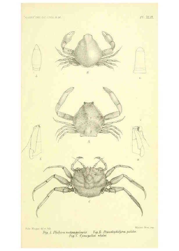 Reproducción/Reproduction 5988068284: Report on the zoological collections made in the Indo-Pacific Ocean during the voyage of H.M.S. 'Alert' 1881-2. London :Printed by order of the Trustees,1884