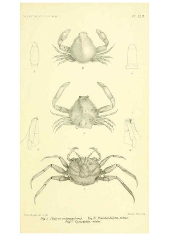 Reproducción/Reproduction 5988068284: Report on the zoological collections made in the Indo-Pacific Ocean during the voyage of H.M.S. 'Alert' 1881-2. London :Printed by order of the Trustees,1884