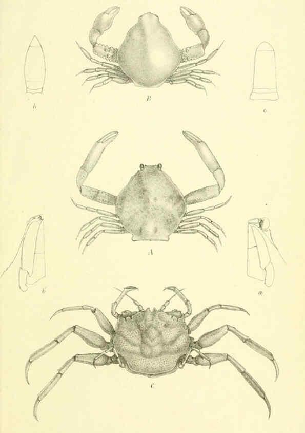 Reproducción/Reproduction 5988068284: Report on the zoological collections made in the Indo-Pacific Ocean during the voyage of H.M.S. 'Alert' 1881-2. London :Printed by order of the Trustees,1884