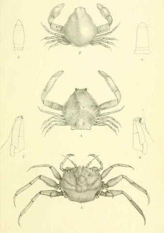 Reproducción/Reproduction 5988068284: Report on the zoological collections made in the Indo-Pacific Ocean during the voyage of H.M.S. 'Alert' 1881-2. London :Printed by order of the Trustees,1884