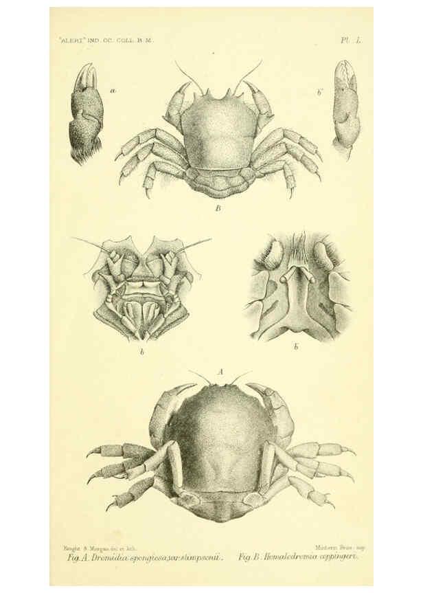 Reproducción/Reproduction 5988068536: Report on the zoological collections made in the Indo-Pacific Ocean during the voyage of H.M.S. 'Alert' 1881-2. London :Printed by order of the Trustees,1884