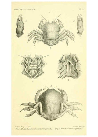 Reproducción/Reproduction 5988068536: Report on the zoological collections made in the Indo-Pacific Ocean during the voyage of H.M.S. 'Alert' 1881-2. London :Printed by order of the Trustees,1884