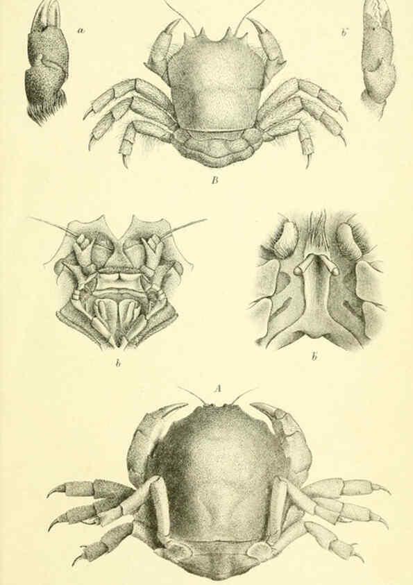Reproducción/Reproduction 5988068536: Report on the zoological collections made in the Indo-Pacific Ocean during the voyage of H.M.S. 'Alert' 1881-2. London :Printed by order of the Trustees,1884