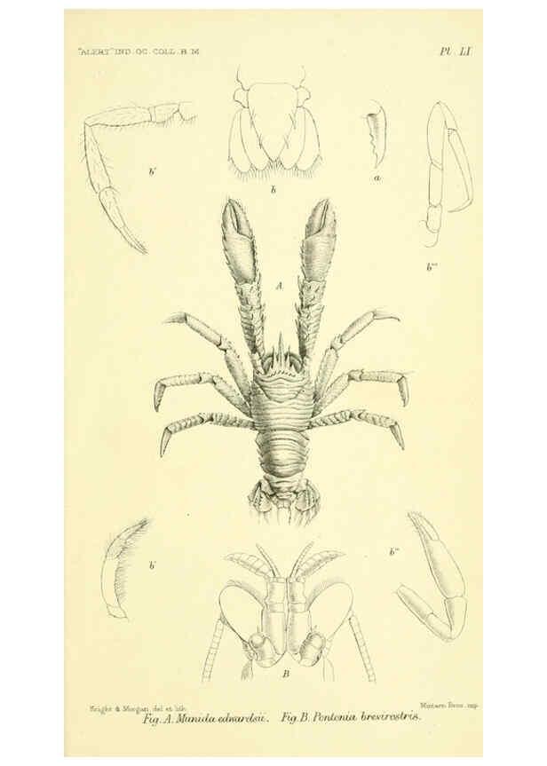 Reproducción/Reproduction 5988068856: Report on the zoological collections made in the Indo-Pacific Ocean during the voyage of H.M.S. 'Alert' 1881-2. London :Printed by order of the Trustees,1884