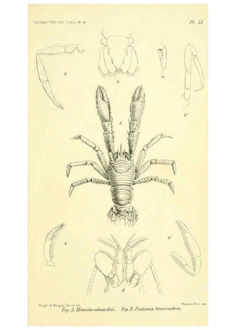 Reproducción/Reproduction 5988068856: Report on the zoological collections made in the Indo-Pacific Ocean during the voyage of H.M.S. 'Alert' 1881-2. London :Printed by order of the Trustees,1884