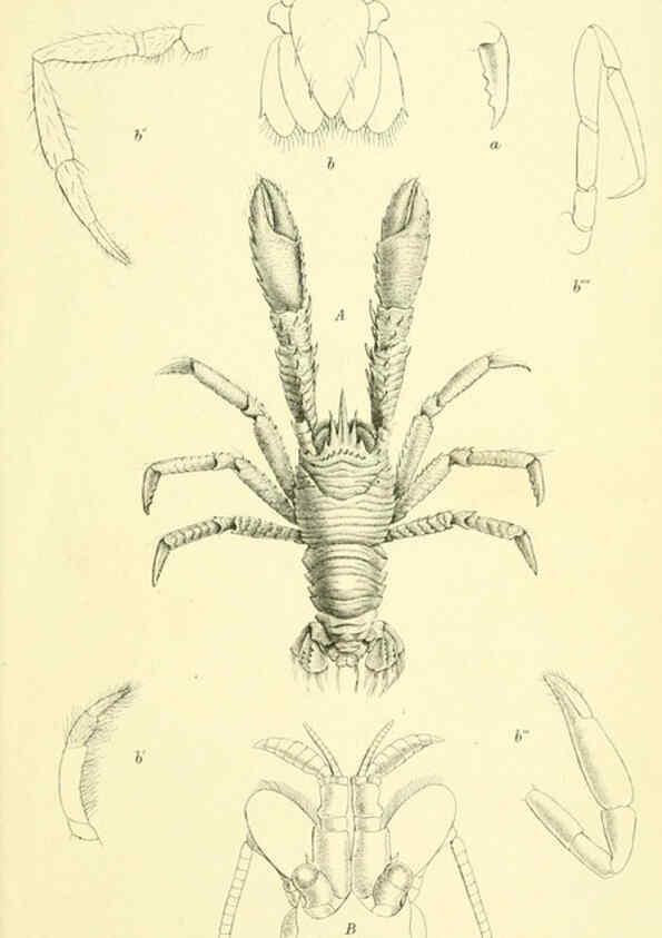 Reproducción/Reproduction 5988068856: Report on the zoological collections made in the Indo-Pacific Ocean during the voyage of H.M.S. 'Alert' 1881-2. London :Printed by order of the Trustees,1884