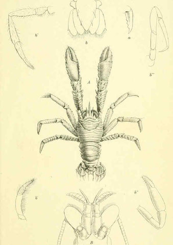 Reproducción/Reproduction 5988068856: Report on the zoological collections made in the Indo-Pacific Ocean during the voyage of H.M.S. 'Alert' 1881-2. London :Printed by order of the Trustees,1884