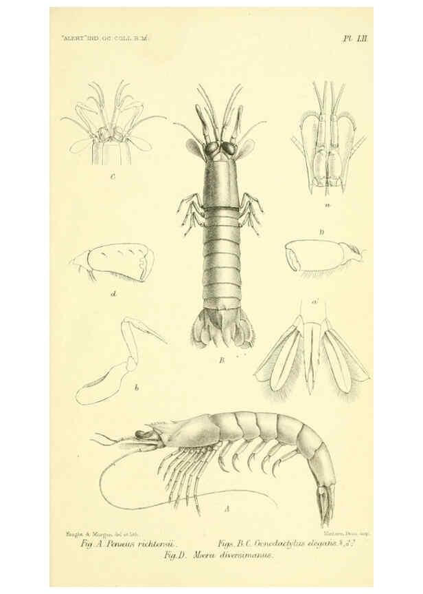 Reproducción/Reproduction 5988069204: Report on the zoological collections made in the Indo-Pacific Ocean during the voyage of H.M.S. 'Alert' 1881-2. London :Printed by order of the Trustees,1884