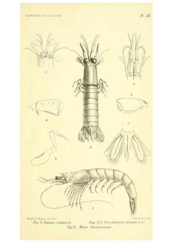 Reproducción/Reproduction 5988069204: Report on the zoological collections made in the Indo-Pacific Ocean during the voyage of H.M.S. 'Alert' 1881-2. London :Printed by order of the Trustees,1884