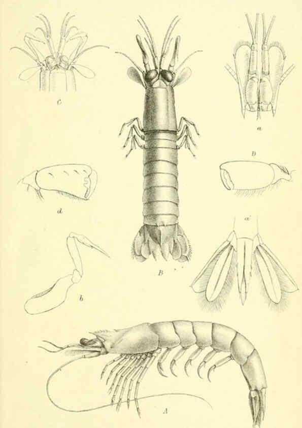 Reproducción/Reproduction 5988069204: Report on the zoological collections made in the Indo-Pacific Ocean during the voyage of H.M.S. 'Alert' 1881-2. London :Printed by order of the Trustees,1884