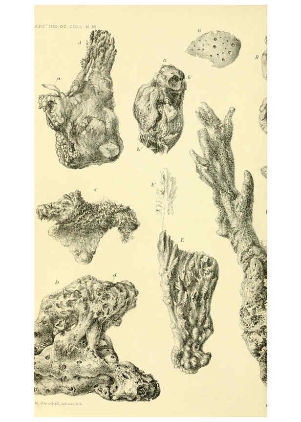 Reproducción/Reproduction 5987506019: Report on the zoological collections made in the Indo-Pacific Ocean during the voyage of H.M.S. 'Alert' 1881-2. London :Printed by order of the Trustees,1884