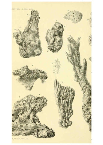 Reproducción/Reproduction 5987506019: Report on the zoological collections made in the Indo-Pacific Ocean during the voyage of H.M.S. 'Alert' 1881-2. London :Printed by order of the Trustees,1884