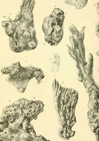 Reproducción/Reproduction 5987506019: Report on the zoological collections made in the Indo-Pacific Ocean during the voyage of H.M.S. 'Alert' 1881-2. London :Printed by order of the Trustees,1884