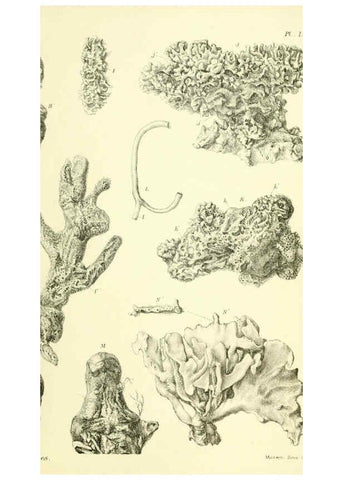 Reproducción/Reproduction 5988069672: Report on the zoological collections made in the Indo-Pacific Ocean during the voyage of H.M.S. 'Alert' 1881-2. London :Printed by order of the Trustees,1884