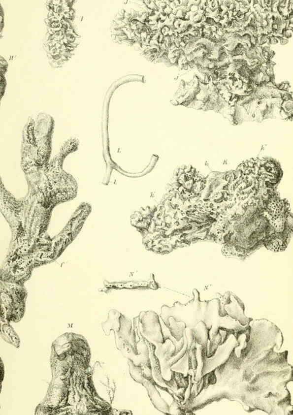 Reproducción/Reproduction 5988069672: Report on the zoological collections made in the Indo-Pacific Ocean during the voyage of H.M.S. 'Alert' 1881-2. London :Printed by order of the Trustees,1884