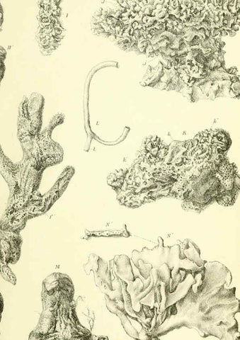 Reproducción/Reproduction 5988069672: Report on the zoological collections made in the Indo-Pacific Ocean during the voyage of H.M.S. 'Alert' 1881-2. London :Printed by order of the Trustees,1884