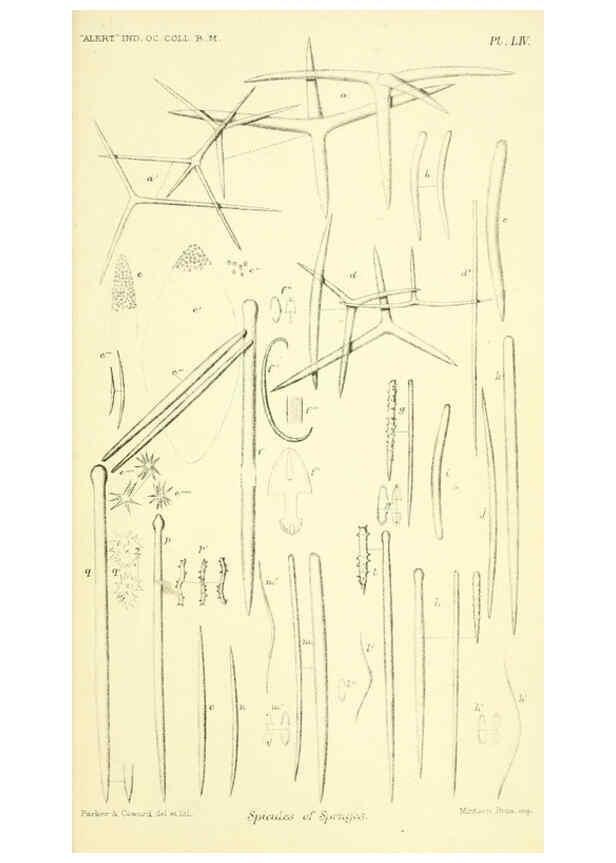 Reproducción/Reproduction 5987506561: Report on the zoological collections made in the Indo-Pacific Ocean during the voyage of H.M.S. 'Alert' 1881-2. London :Printed by order of the Trustees,1884