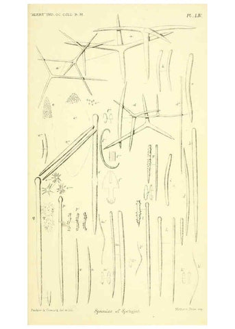 Reproducción/Reproduction 5987506561: Report on the zoological collections made in the Indo-Pacific Ocean during the voyage of H.M.S. 'Alert' 1881-2. London :Printed by order of the Trustees,1884