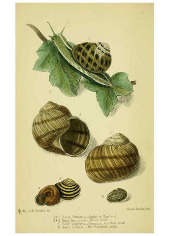 Reproducción/Reproduction 5987518093: The edible Mollusca of Great Britain and Ireland London :L. Reeve & Co.[1884] 