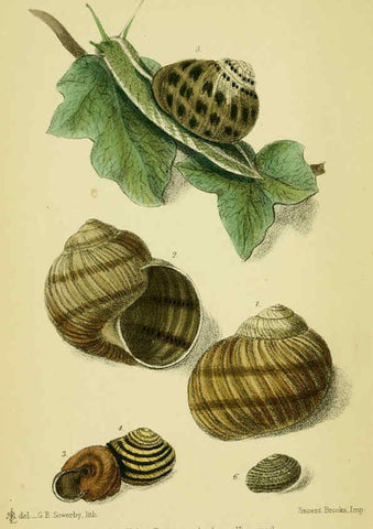 Reproducción/Reproduction 5987518093: The edible Mollusca of Great Britain and Ireland London :L. Reeve & Co.[1884] 