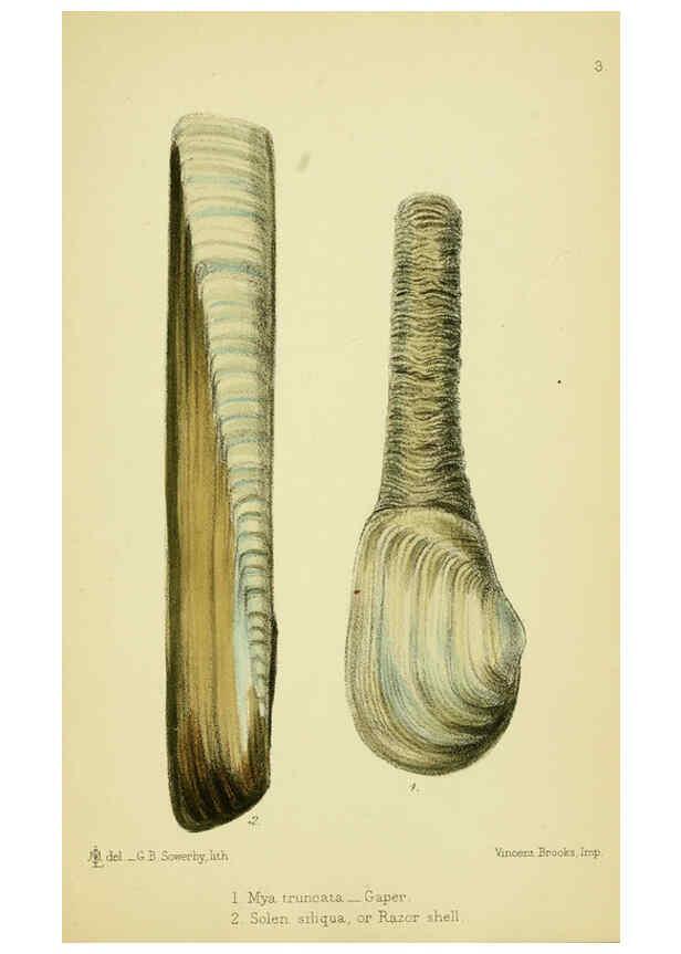 Reproducción/Reproduction 5988081816: The edible Mollusca of Great Britain and Ireland London :L. Reeve & Co.[1884] 