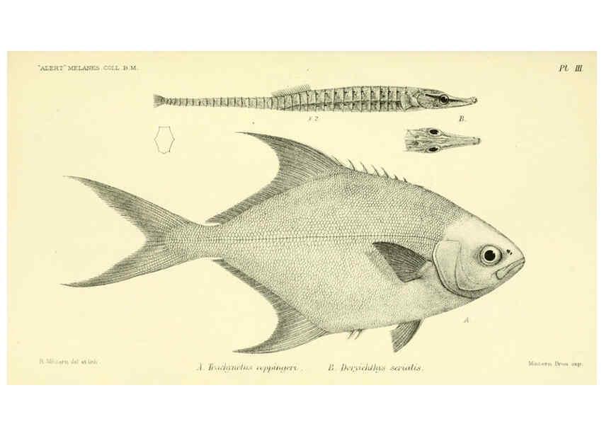 Reproducción/Reproduction 5987488983: Report on the zoological collections made in the Indo-Pacific Ocean during the voyage of H.M.S. 'Alert' 1881-2. London :Printed by order of the Trustees,1884