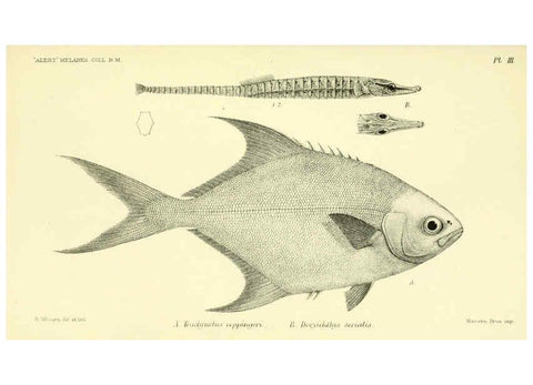Reproducción/Reproduction 5987488983: Report on the zoological collections made in the Indo-Pacific Ocean during the voyage of H.M.S. 'Alert' 1881-2. London :Printed by order of the Trustees,1884