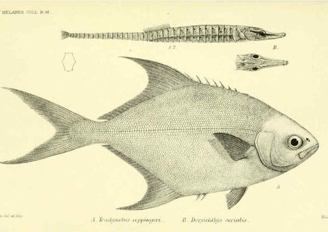 Reproducción/Reproduction 5987488983: Report on the zoological collections made in the Indo-Pacific Ocean during the voyage of H.M.S. 'Alert' 1881-2. London :Printed by order of the Trustees,1884