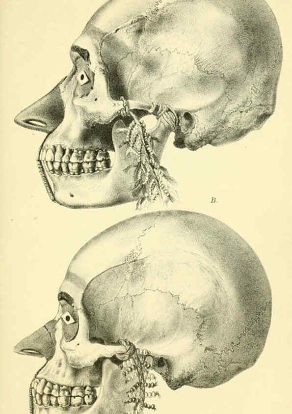 Reproducción/Reproduction 5987488395: Report on the zoological collections made in the Indo-Pacific Ocean during the voyage of H.M.S. 'Alert' 1881-2. London :Printed by order of the Trustees,1884