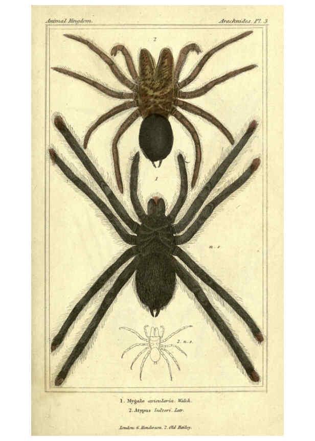 Reproducción/Reproduction 5987939300: The animal kingdom, arranged according to its organization London :G. Henderson,1834