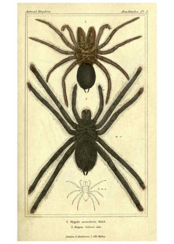 Reproducción/Reproduction 5987939300: The animal kingdom, arranged according to its organization London :G. Henderson,1834