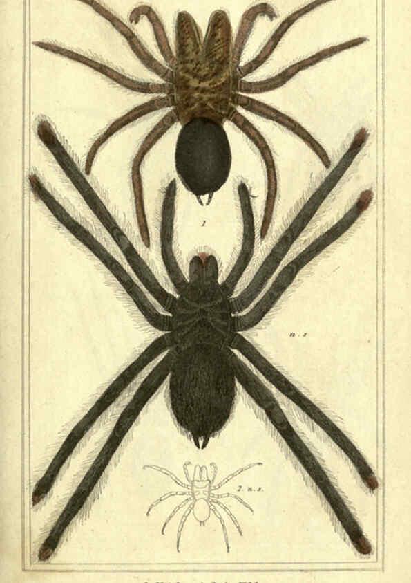 Reproducción/Reproduction 5987939300: The animal kingdom, arranged according to its organization London :G. Henderson,1834