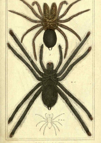 Reproducción/Reproduction 5987939300: The animal kingdom, arranged according to its organization London :G. Henderson,1834