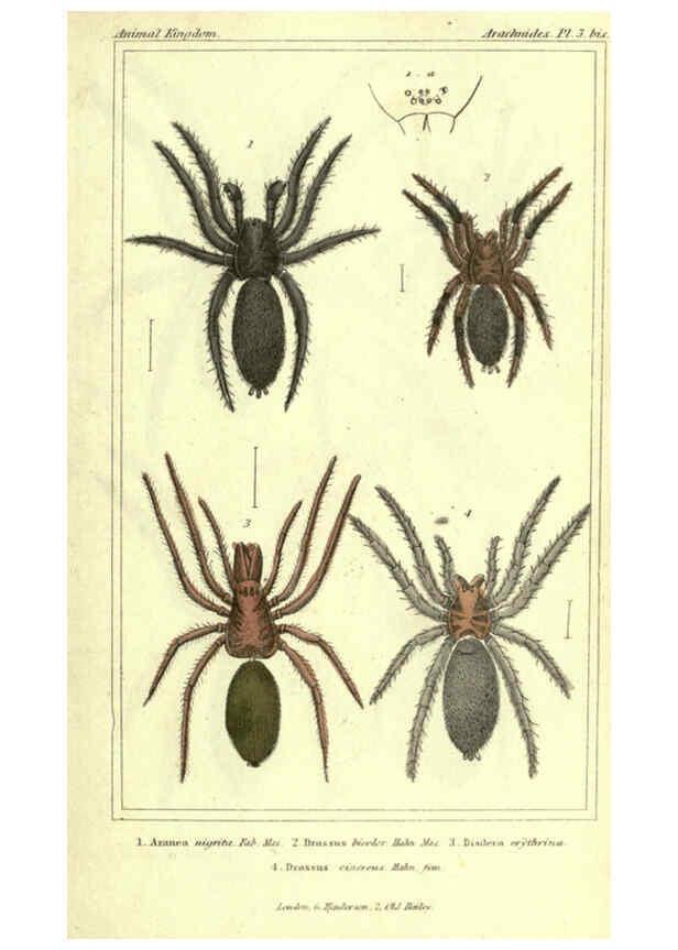 Reproducción/Reproduction 5987377695: The animal kingdom, arranged according to its organization London :G. Henderson,1834