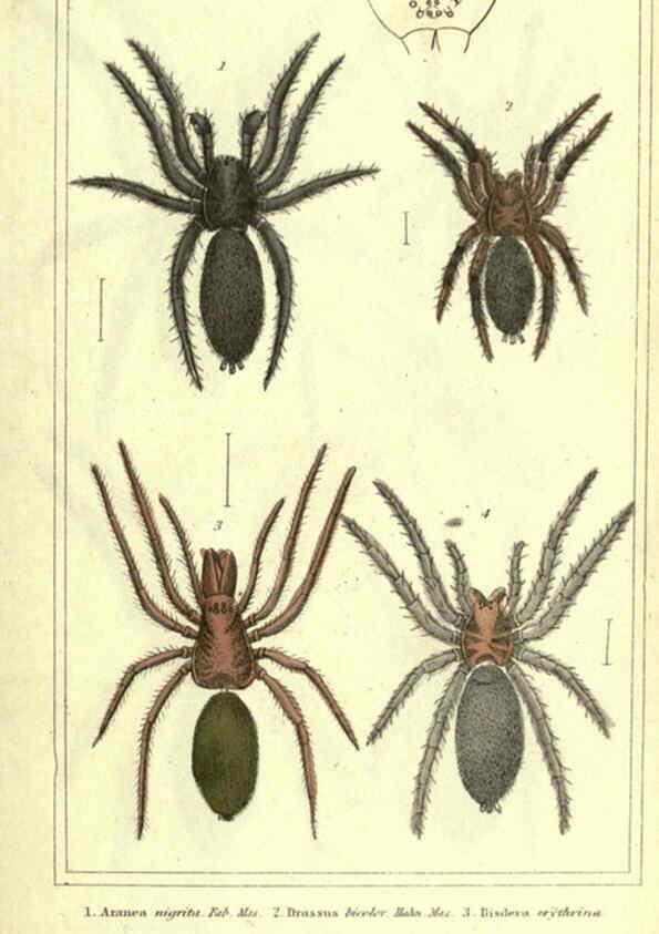 Reproducción/Reproduction 5987377695: The animal kingdom, arranged according to its organization London :G. Henderson,1834