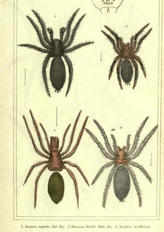 Reproducción/Reproduction 5987377695: The animal kingdom, arranged according to its organization London :G. Henderson,1834