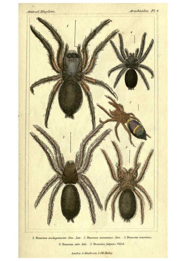 Reproducción/Reproduction 5987378045: The animal kingdom, arranged according to its organization London :G. Henderson,1834