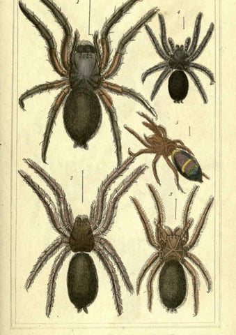 Reproducción/Reproduction 5987378045: The animal kingdom, arranged according to its organization London :G. Henderson,1834