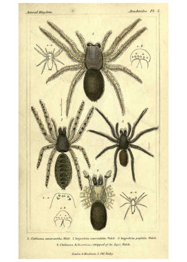 Reproducción/Reproduction 5987940288: The animal kingdom, arranged according to its organization London :G. Henderson,1834