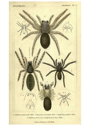 Reproducción/Reproduction 5987940288: The animal kingdom, arranged according to its organization London :G. Henderson,1834
