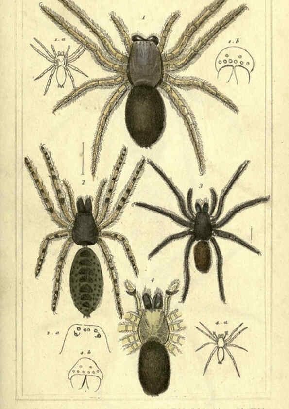 Reproducción/Reproduction 5987940288: The animal kingdom, arranged according to its organization London :G. Henderson,1834